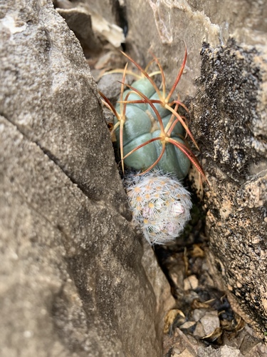 Mammillaria lasiacantha