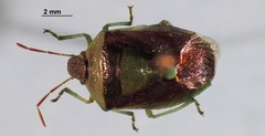 Banasa dimidiata