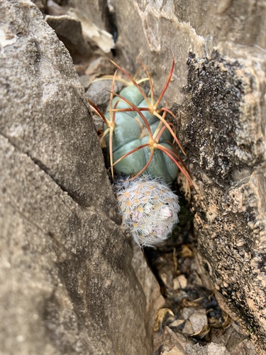 Mammillaria lasiacantha