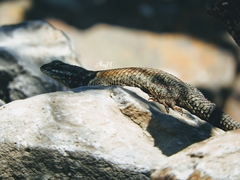 Sceloporus torquatus melanogaster