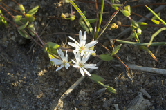 Stellaria humifusa