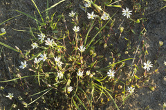 Stellaria humifusa
