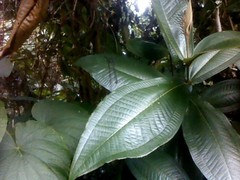 Miconia impetiolaris