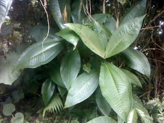 Miconia impetiolaris