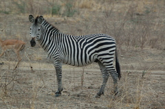 Equus quagga crawshayi