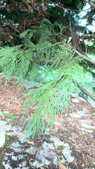 Calocedrus decurrens
