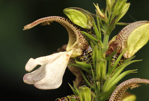 Justicia claessensii image