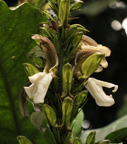 Justicia claessensii image