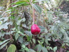 Burmeistera cylindrocarpa