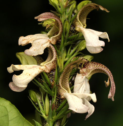 Justicia claessensii image