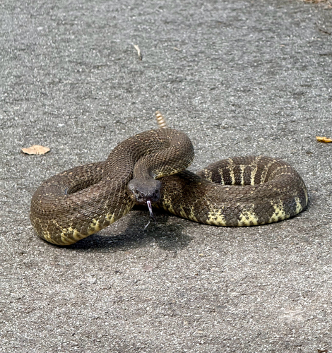 iNaturalist observation photo of Northern Pacific Rattlesnake