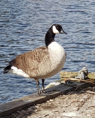 Branta canadensis