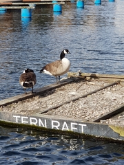 Branta canadensis
