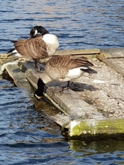 Branta canadensis