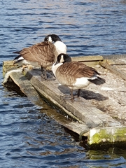 Branta canadensis