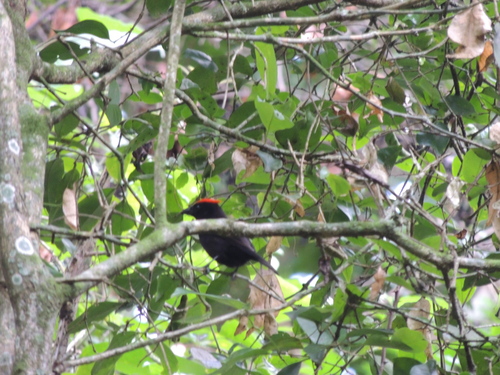 Flame-crested Tanager (Loriotus cristatus), photo 8