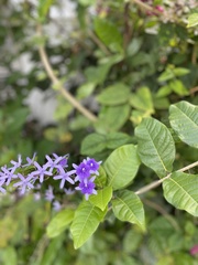 Petrea