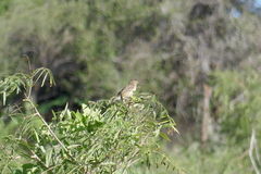 Cisticola cherina