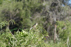 Cisticola cherina