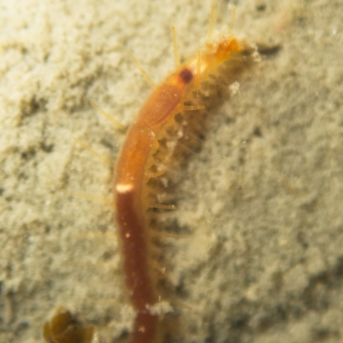 Typosyllis observed 2026-04-19