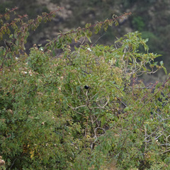 Melaniparus leuconotus