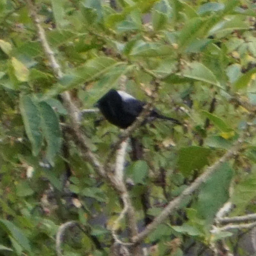 White-backed Black Tit (Melaniparus leuconotus), photo 4