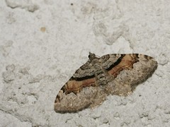 Xanthorhoe packardata