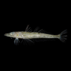 Duckbill Flathead photo 1