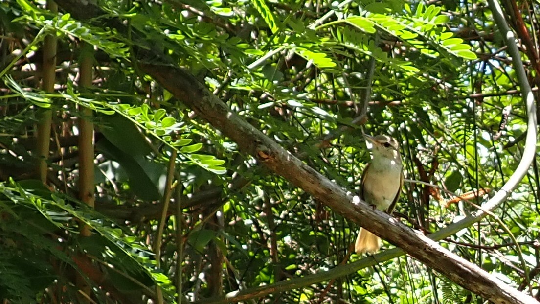 Noronha Vireo (Vireo gracilirostris), photo 4
