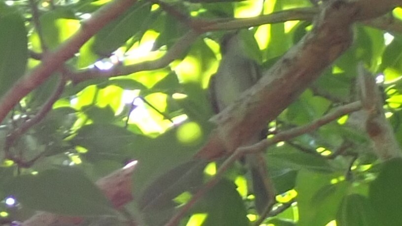 Noronha Elaenia (Elaenia ridleyana), photo 6