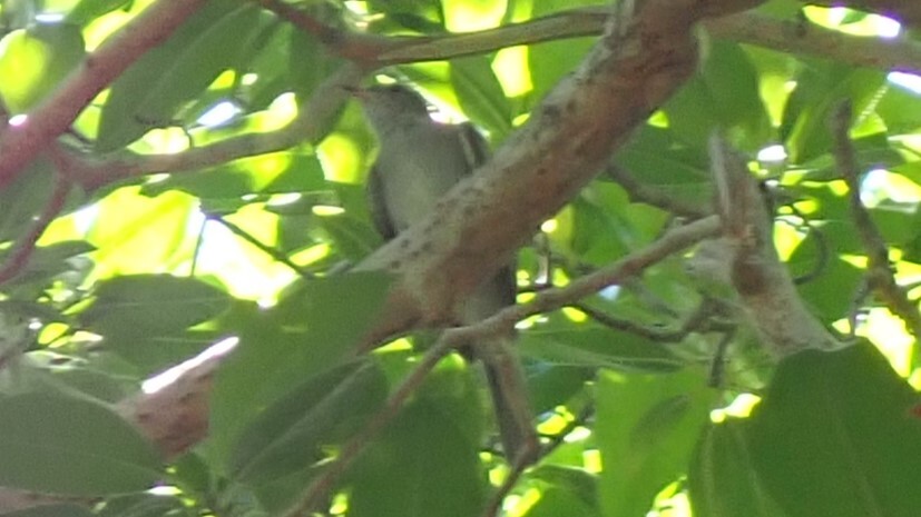 Noronha Elaenia (Elaenia ridleyana), photo 5