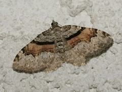 Xanthorhoe packardata