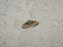 Xanthorhoe packardata