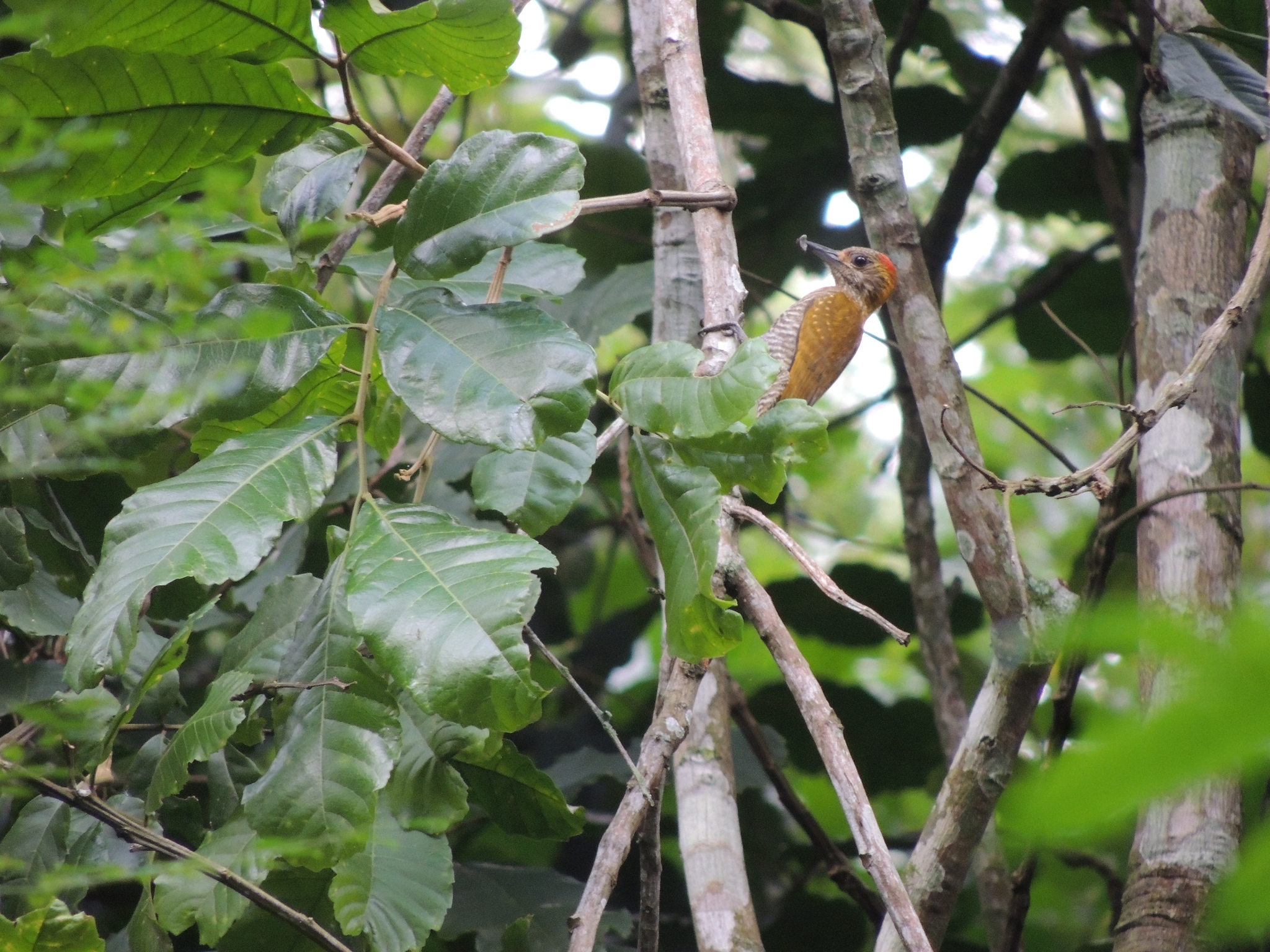 Yellow-eared Woodpecker (Veniliornis maculifrons), photo 4
