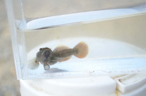 Rhinogobius tyoni