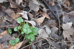 Alliaria petiolata