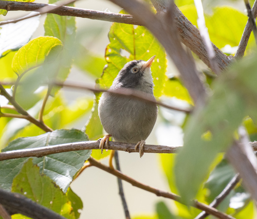 Mount Cameroon Speirops (Zosterops melanocephalus), photo 3