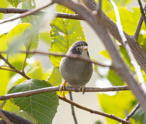 Mount Cameroon Speirops (Zosterops melanocephalus), photo 2