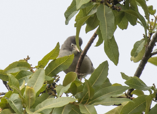 Mount Cameroon Speirops (Zosterops melanocephalus), photo 2