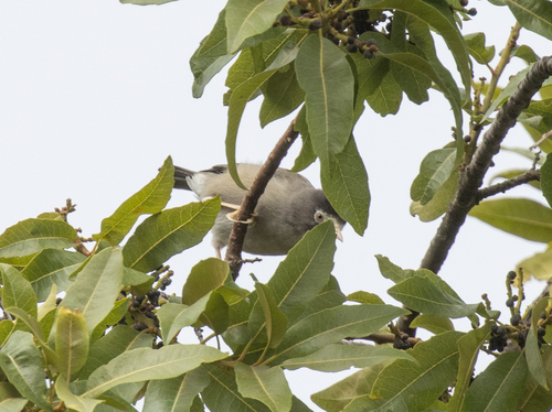 Mount Cameroon Speirops (Zosterops melanocephalus), photo 4