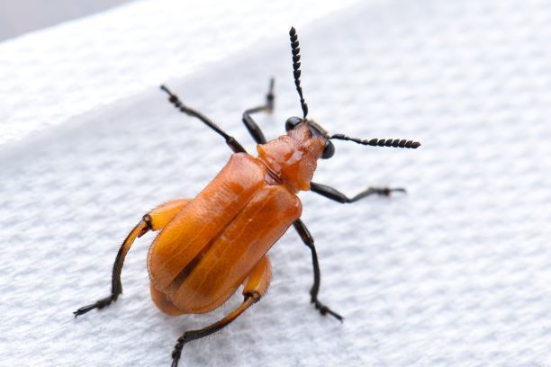 Temnaspis