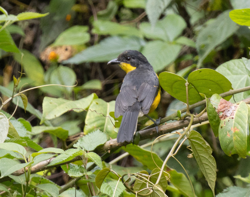 Yellow-breasted Boubou (Laniarius atroflavus), photo 9