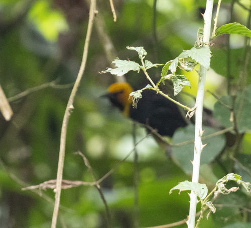 Black-billed Weaver (Ploceus melanogaster), photo 3