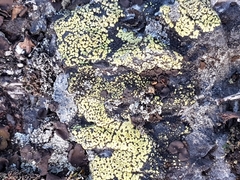 Rhizocarpon geographicum