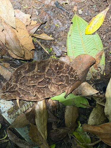 Mucuna urens, photograph 5