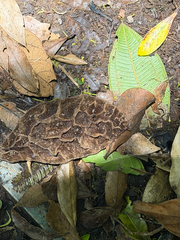 Mucuna urens, photograph (c) Aaron Liston, some rights reserved (CC BY)