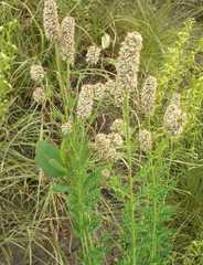 Dalea candida