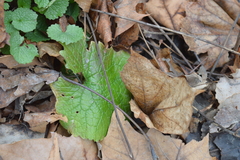 Alliaria petiolata