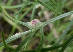 Aceria paracalifornica