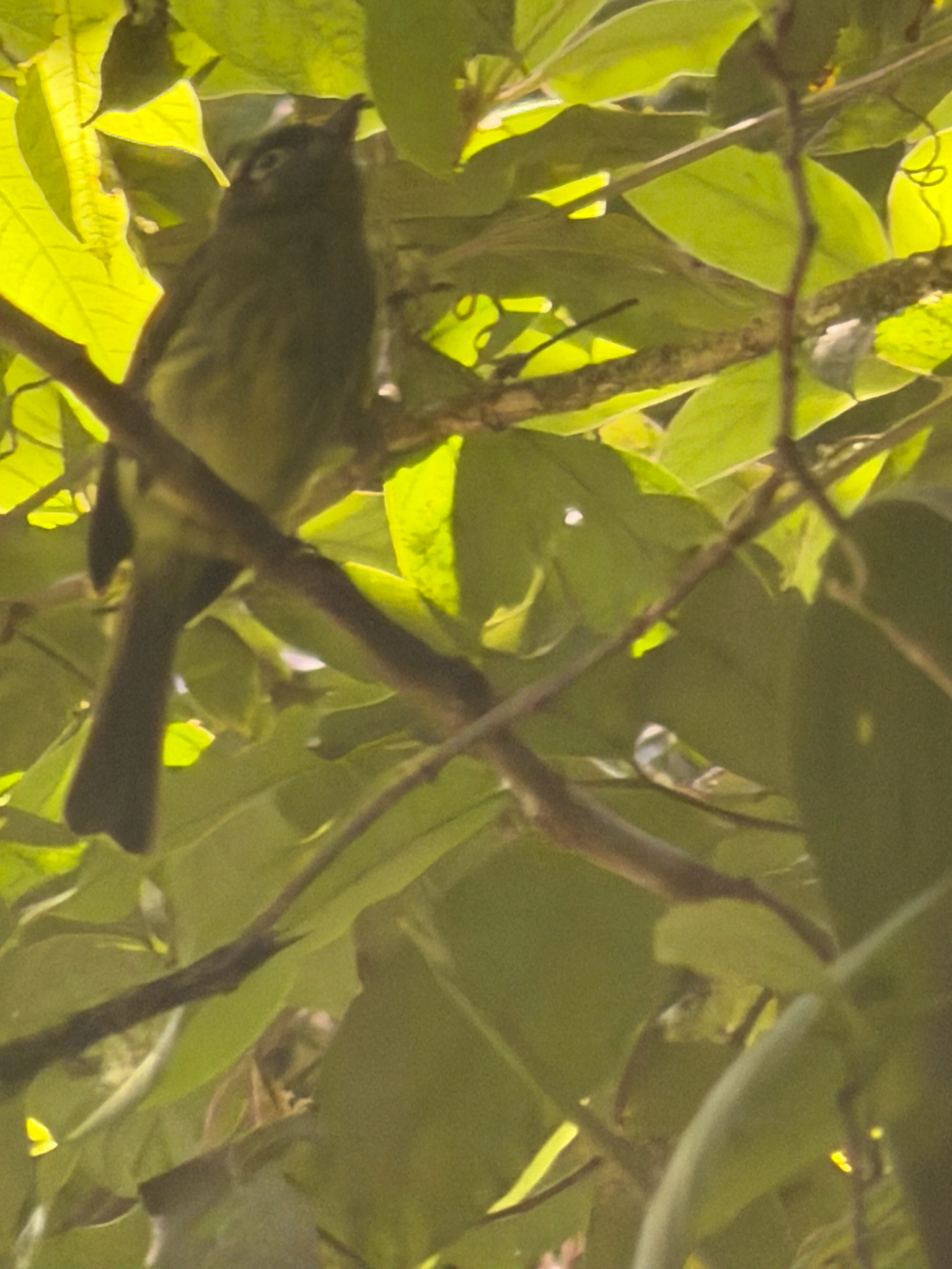 Eye-ringed Flatbill (Rhynchocyclus brevirostris), photo 8